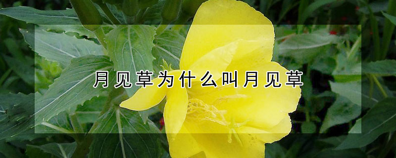 月見草為什么叫月見草