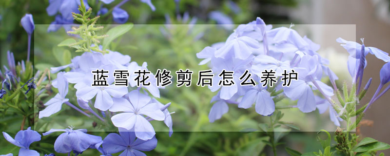 藍雪花修剪后怎么養(yǎng)護