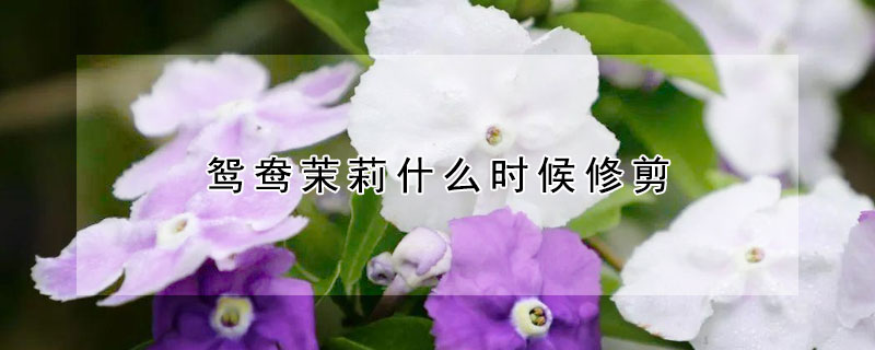 鴛鴦茉莉什么時候修剪