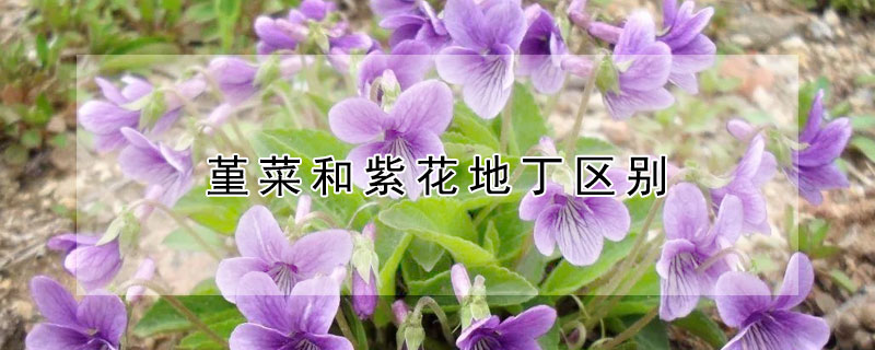 堇菜和紫花地丁區別