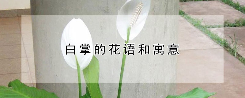 白掌的花語和寓意