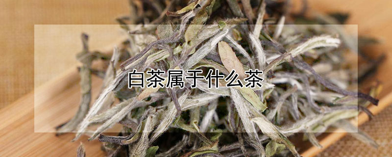 白茶屬于什么茶