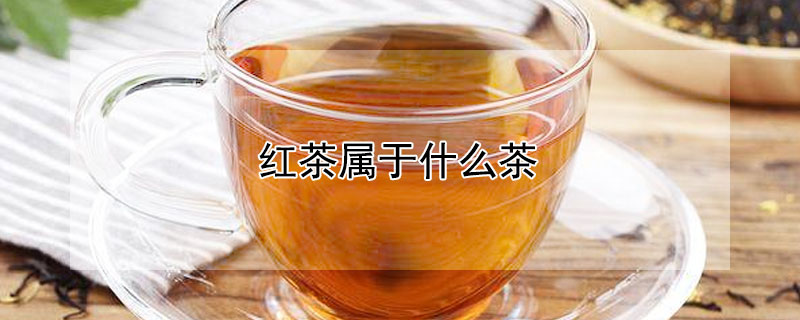 紅茶屬于什么茶