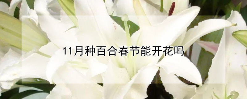 11月種百合春節(jié)能開花嗎