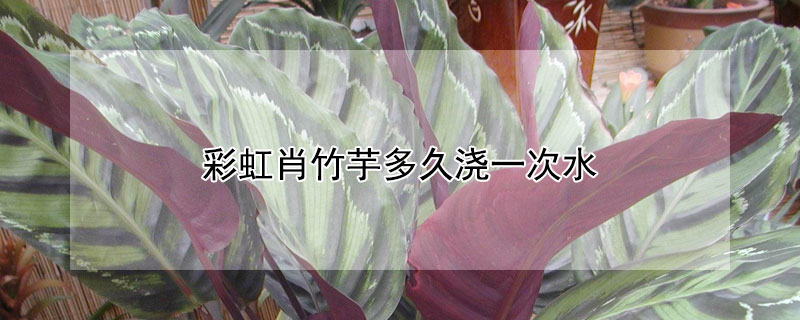 彩虹肖竹芋多久澆一次水