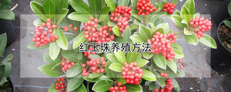 紅玉珠養(yǎng)殖方法