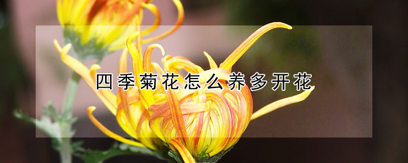 四季菊花怎么養(yǎng)多開花