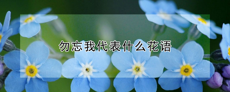 勿忘我代表什么花語