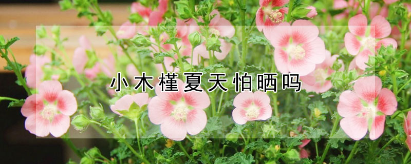 小木槿夏天怕曬嗎