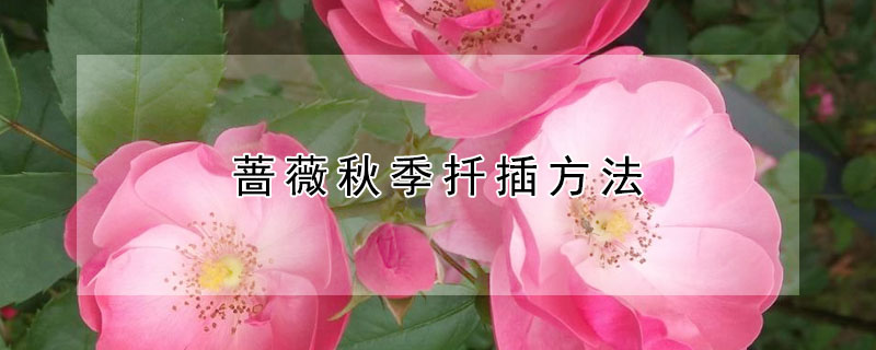 薔薇秋季扦插方法