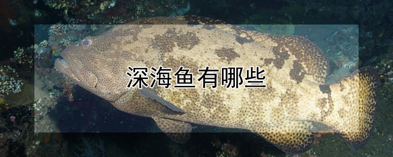 深海魚(yú)有哪些