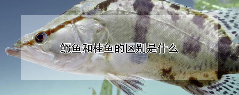 鱖魚(yú)和桂魚(yú)的區(qū)別是什么