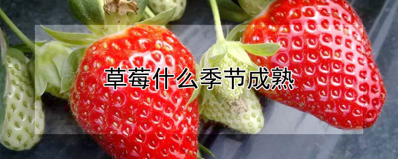 草莓什么季節(jié)成熟