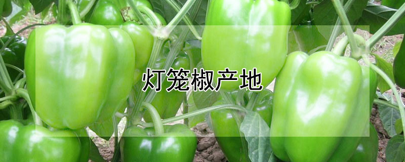 燈籠椒產(chǎn)地