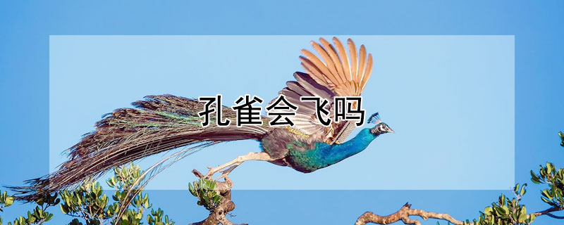 孔雀會飛嗎