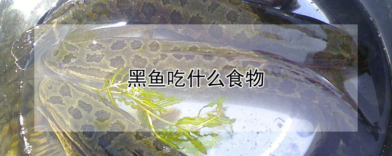 黑魚吃什么食物