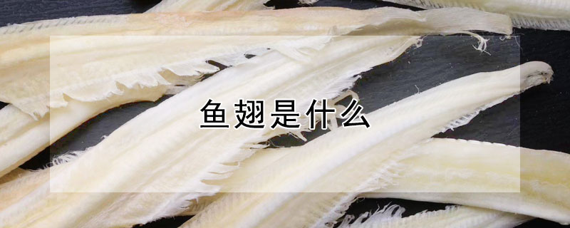 魚翅是什么