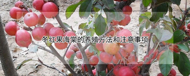 冬紅果海棠的養(yǎng)殖方法和注意事項