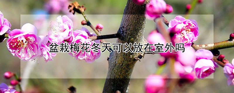 盆栽梅花冬天可以放在室外嗎