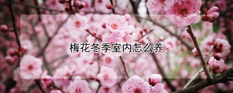 梅花冬季室內怎么養(yǎng)