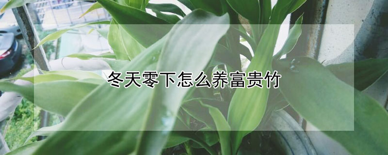 冬天零下怎么養(yǎng)富貴竹