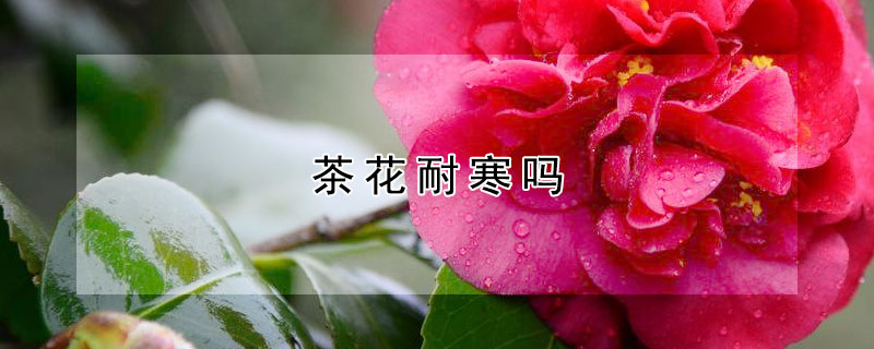 茶花耐寒嗎