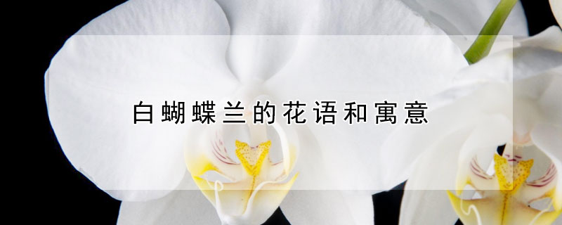 白蝴蝶蘭的花語(yǔ)和寓意