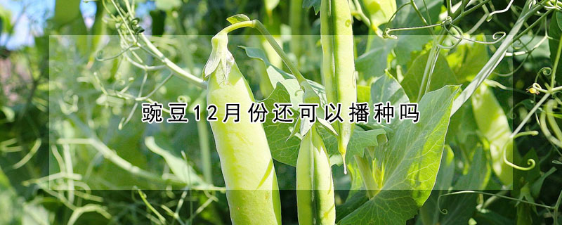 豌豆12月份還可以播種嗎