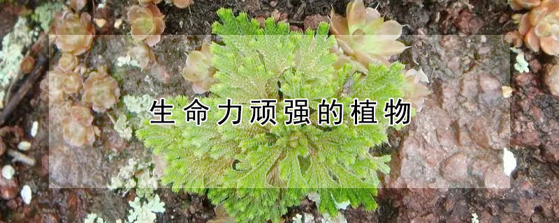 生命力頑強(qiáng)的植物