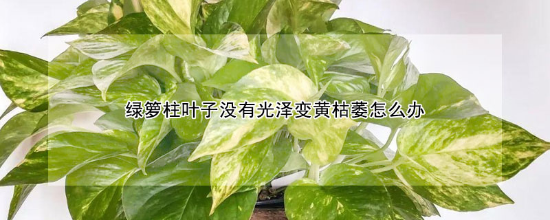 綠籮柱葉子沒(méi)有光澤變黃枯萎怎么辦