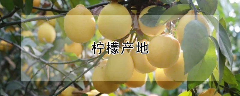 檸檬產(chǎn)地