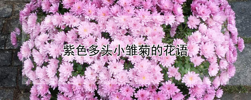 紫色多頭小雛菊的花語(yǔ)