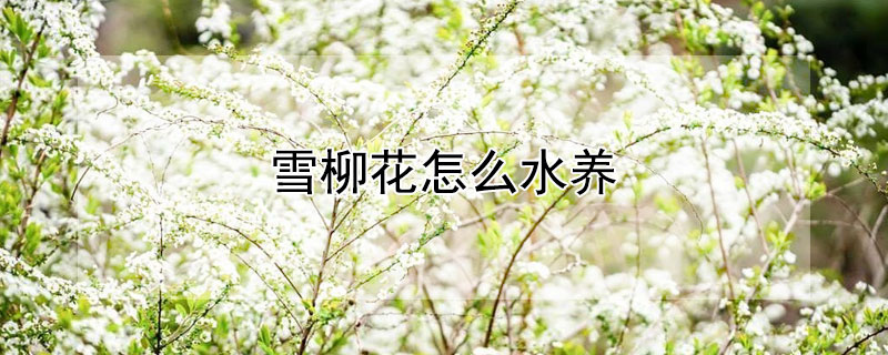 雪柳花怎么水養(yǎng)