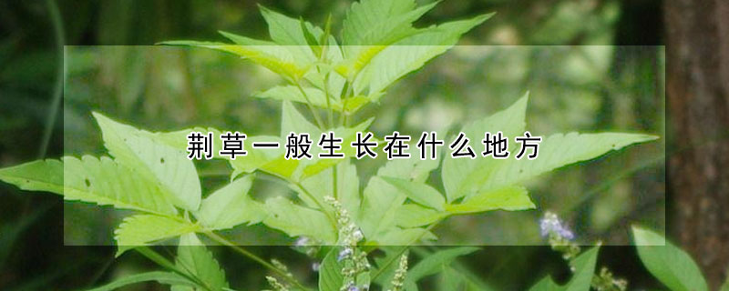 荊草一般生長在什么地方