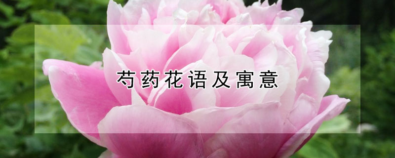 芍藥花語(yǔ)及寓意