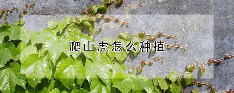 爬山虎怎么種植