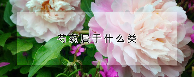 芍藥屬于什么類