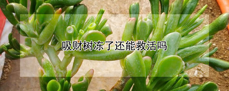 吸財(cái)樹凍了還能救活嗎