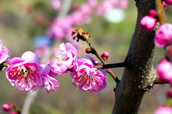 廣州梅花什么時候開花