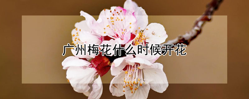 廣州梅花什么時(shí)候開花