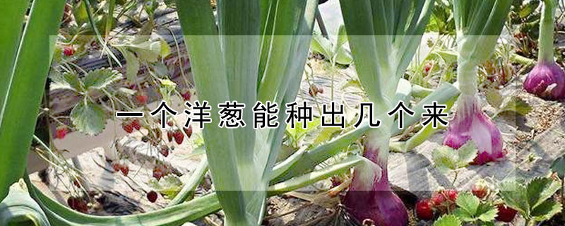 一個(gè)洋蔥能種出幾個(gè)來(lái)