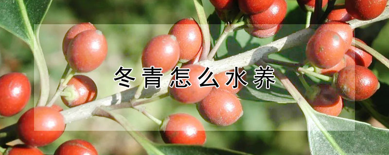 冬青怎么水養(yǎng)