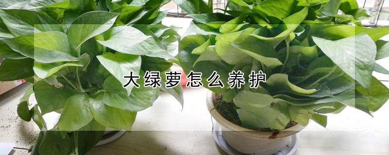 大綠蘿怎么養(yǎng)護