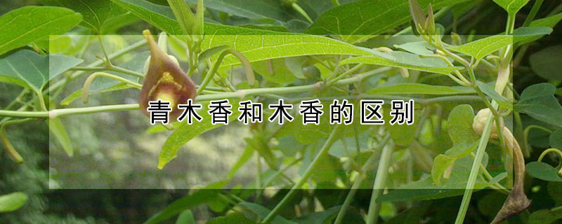 青木香和木香的區(qū)別