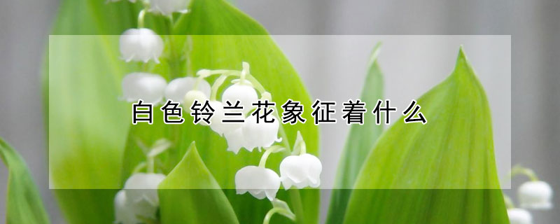 白色鈴蘭花象征著什么