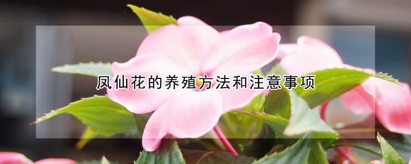 鳳仙花的養(yǎng)殖方法和注意事項