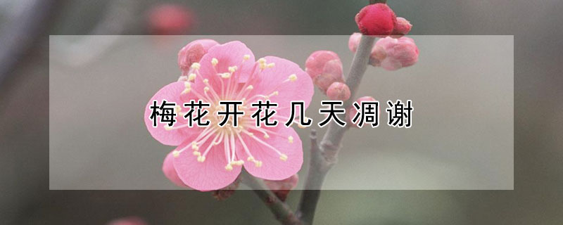 梅花開花幾天凋謝