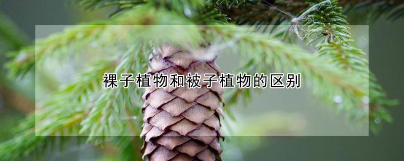 裸子植物和被子植物的區(qū)別