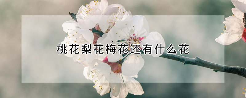 桃花梨花梅花還有什么花