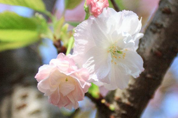 桃花梨花梅花還有什么花